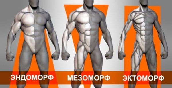 Эктоморф, мезоморф, эндоморф: определения типа строения тела, особенности, для чего нужно знать